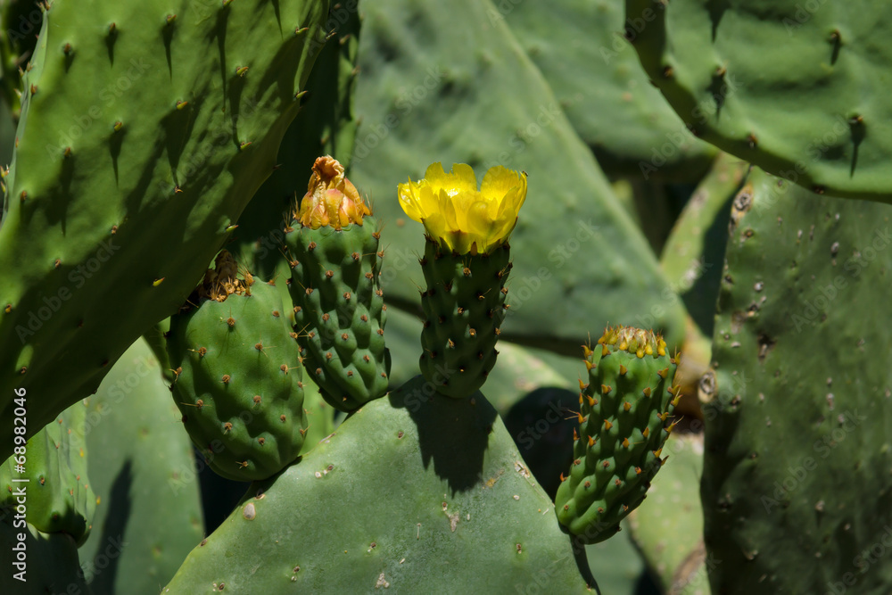 Flowering cactus. Flowering cactus.