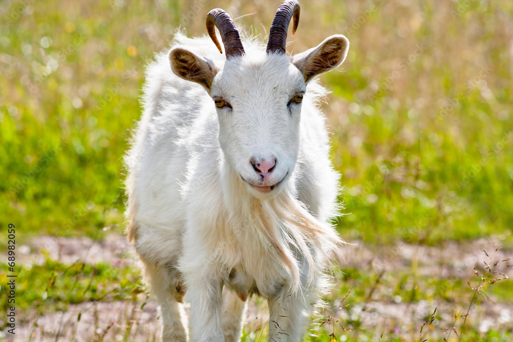Fototapeta premium white goat