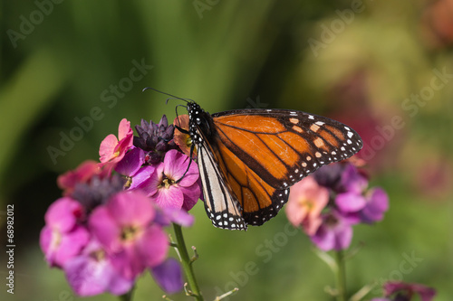 monarch butterfly feeding on pink flowers © Patrik Stedrak
