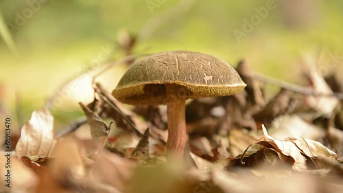Mushroom - Xerocomellus ripariellus - in summer forest.