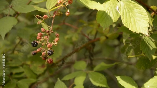 Wild Blackberry Picking.