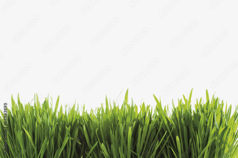 Fototapeta premium Gras auf weißem Hintergrund