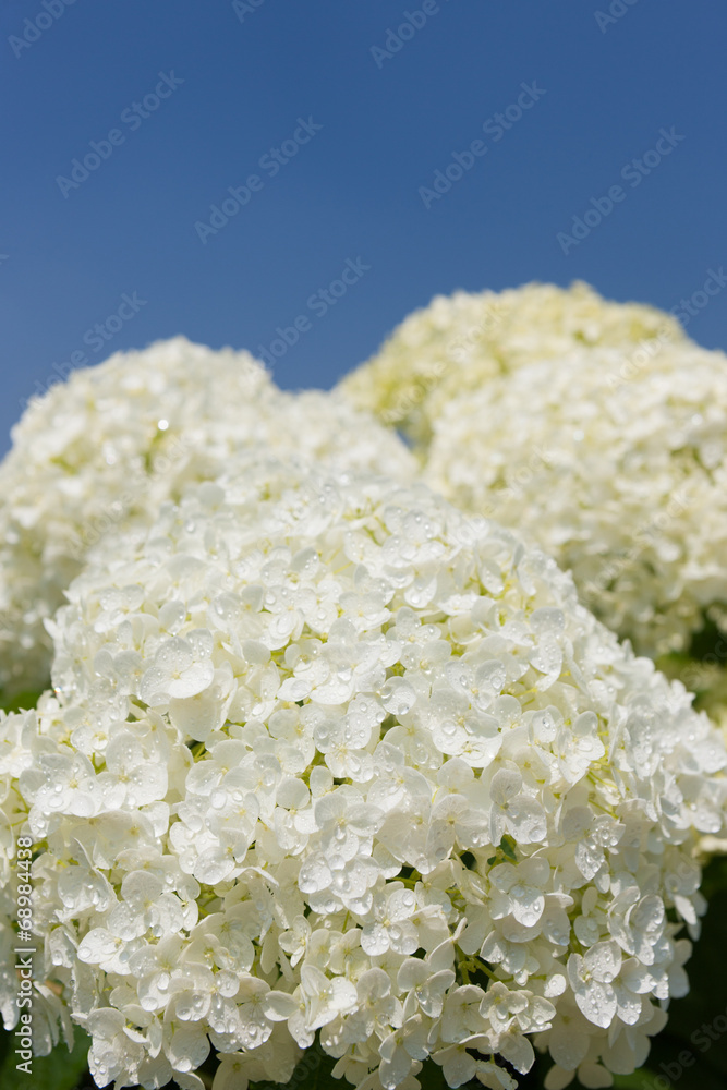 アジサイの花 アジサイの花