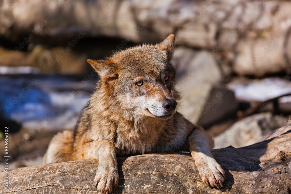 Fototapeta premium Wolf in park