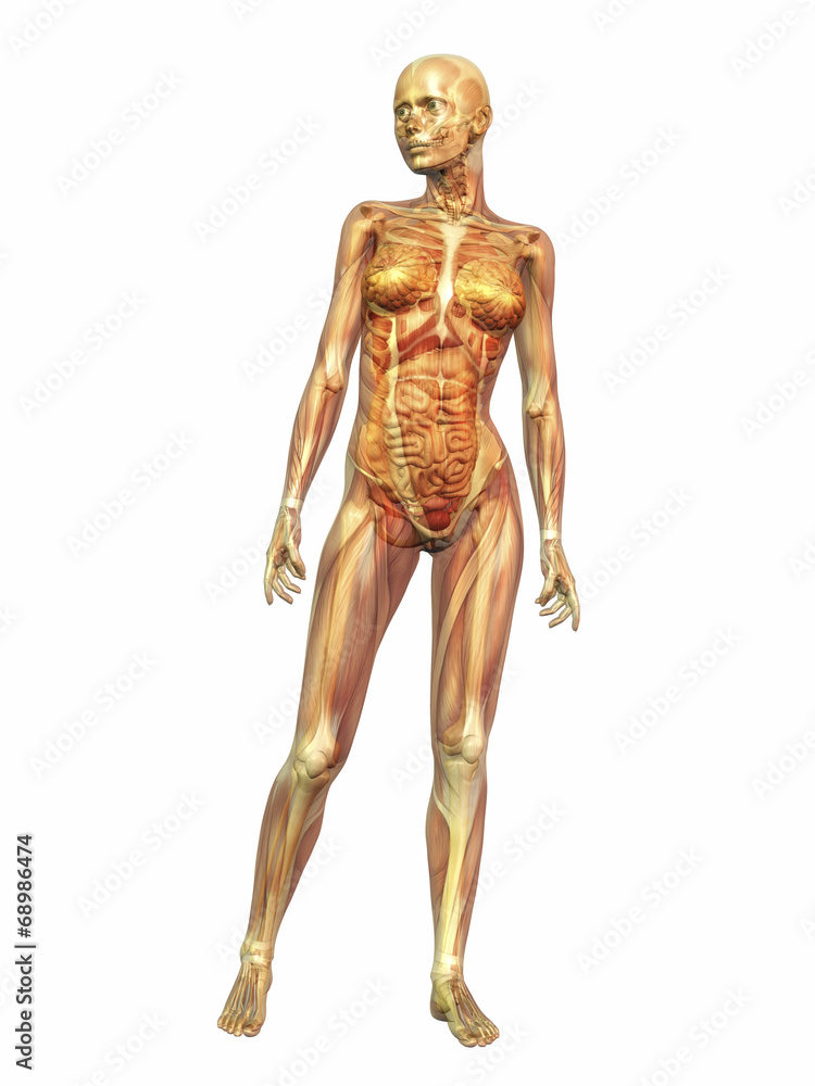 Human Anatomy