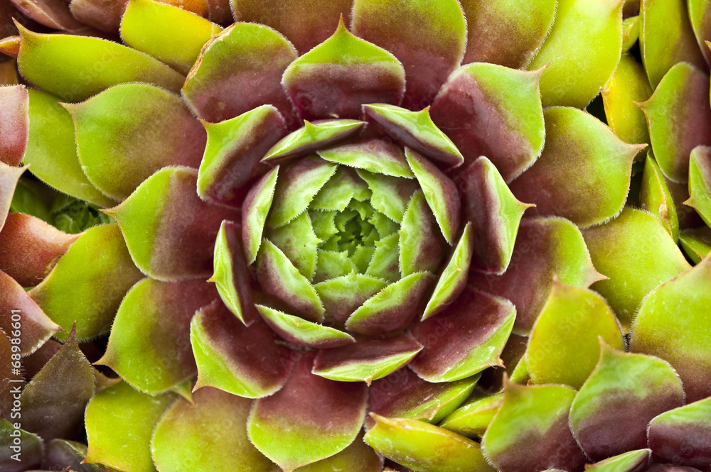 sempervivum houseleeks hens and chicks macro close up sempervivum houseleeks hens and chicks macro close up