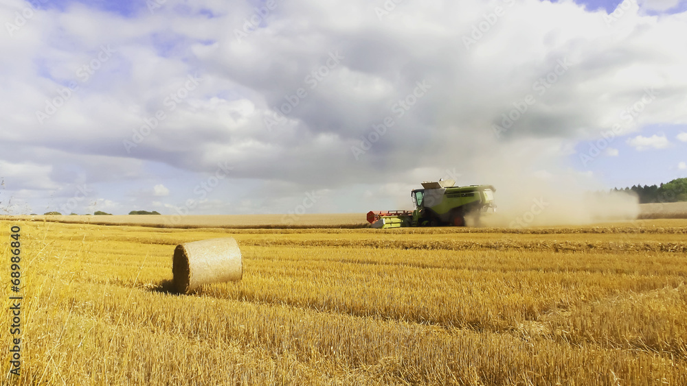 Fototapeta premium harvest
