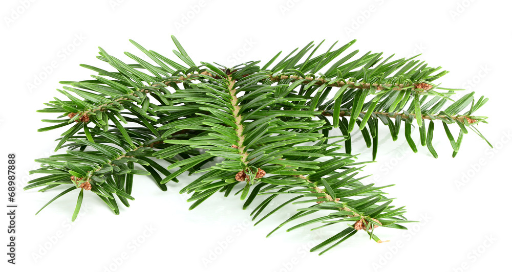 Fir branch close-up. Fir branch close-up.