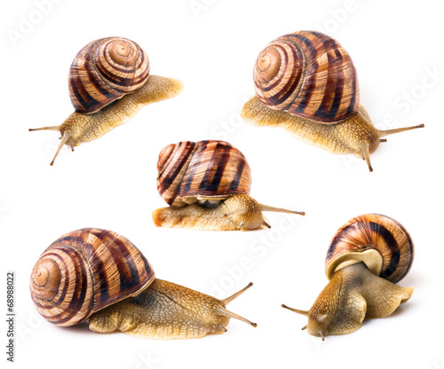 Striped snail on white background