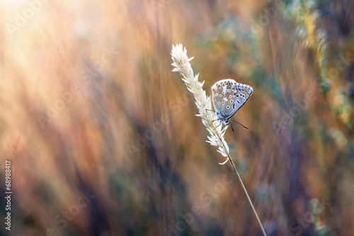 natural background blues butterfly in the grass #68988417