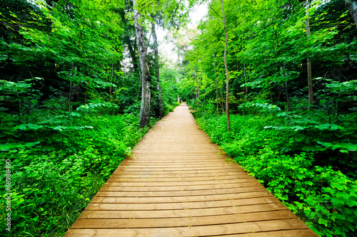 Wooden way in green forest, lush bush. Peaceful nature