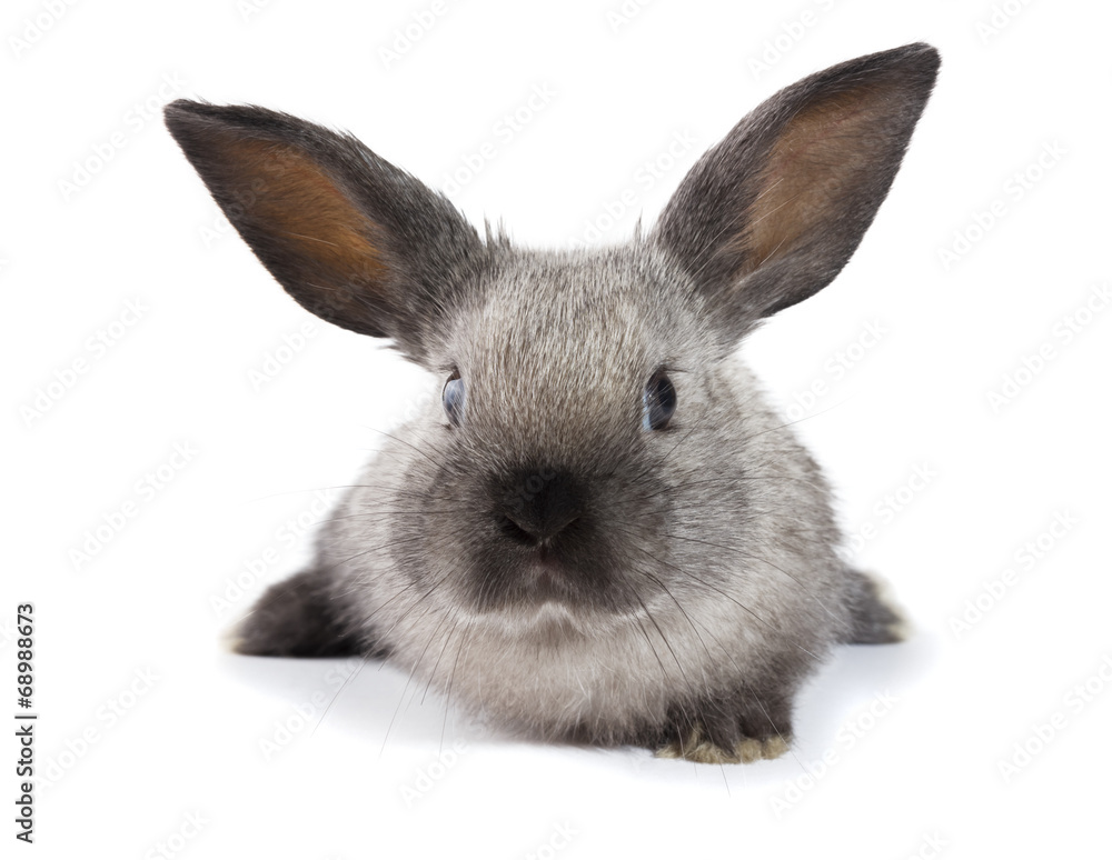 Fototapeta premium Adorable rabbit isolated on a white background