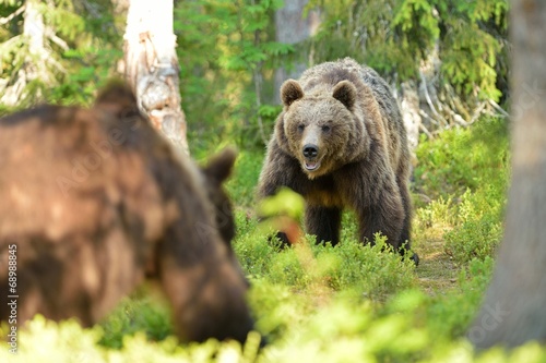 Bears face to face