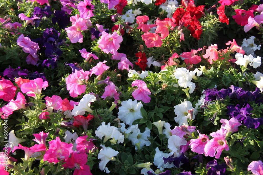 A Colourful Collection of Petunia Flower Plants.