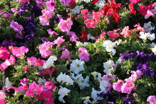 Wallpaper Mural A Colourful Collection of Petunia Flower Plants. Torontodigital.ca