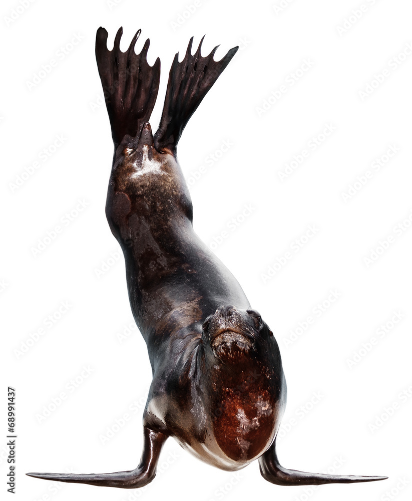 Fototapeta premium Sea lion isolated on white