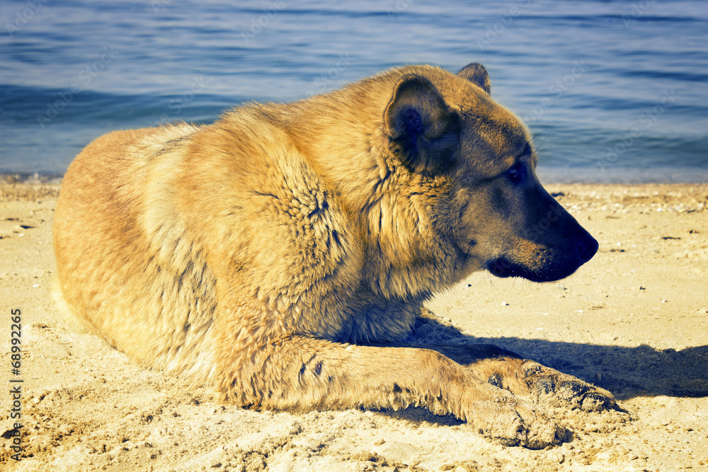 Dog lying on seacoast Dog lying on seacoast