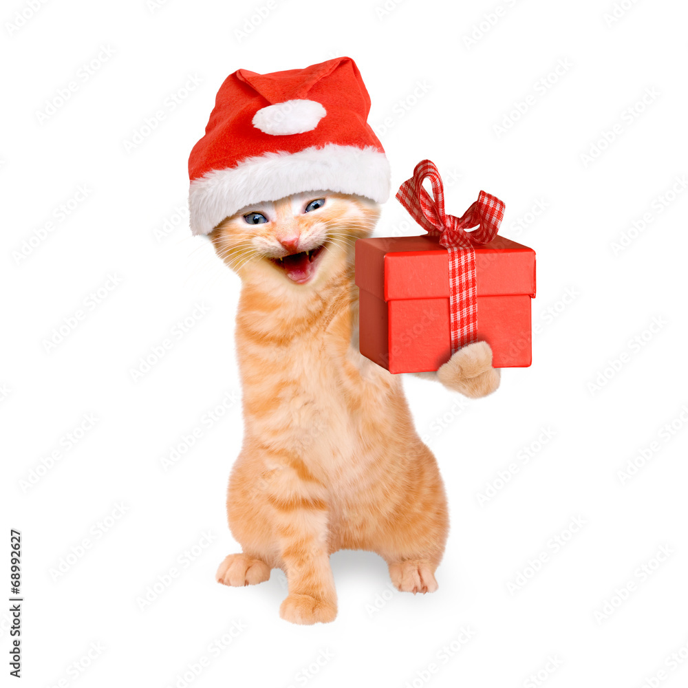 lächelnde Katze mit Weihnachtsmütze und Geschenk, isoliert Stock-Foto |  Adobe Stock