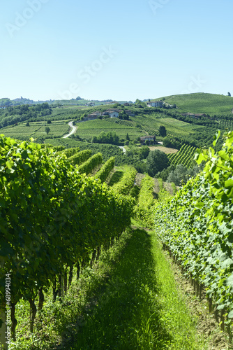 Summer landscape in Langhe  Italy 