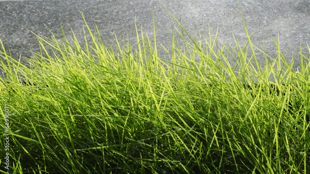 Obraz premium Green grass with wall background stock photo