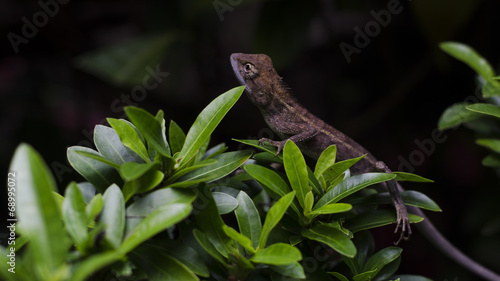 Brown chameleon on the tree © r_thamaprot