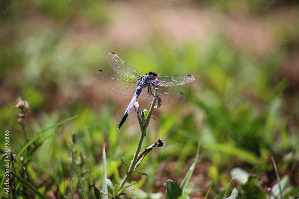 dragonfly dragonfly