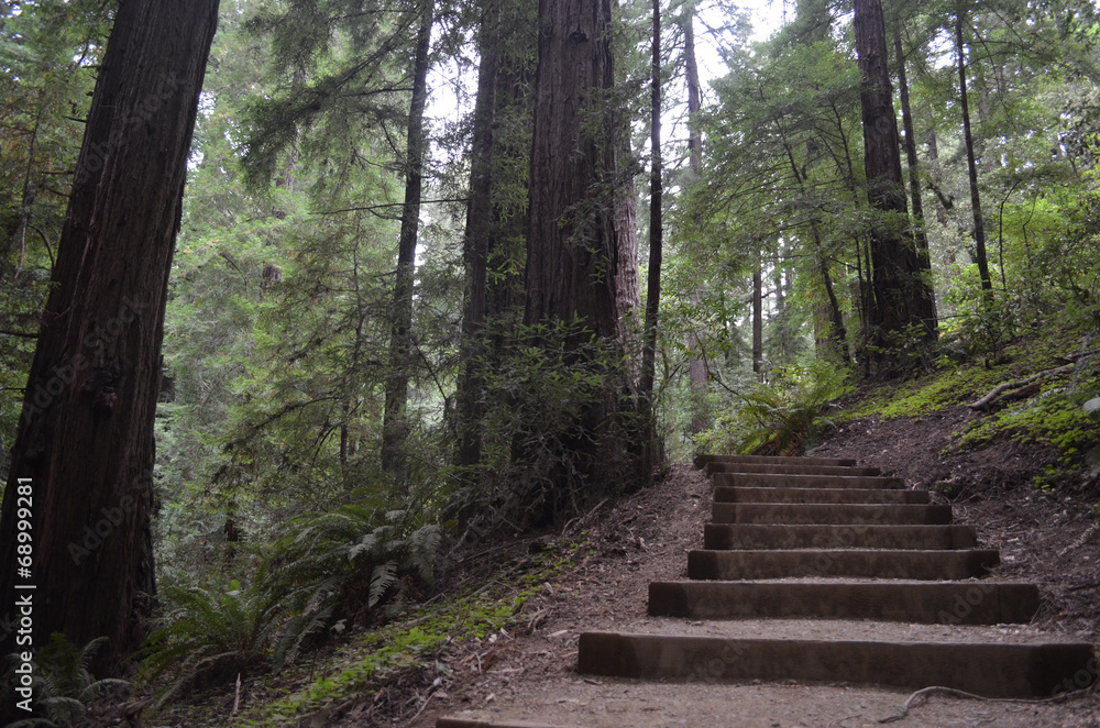 boardwalk in Muir Woods forest, California