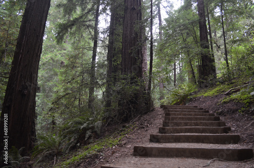 boardwalk in Muir Woods forest, California