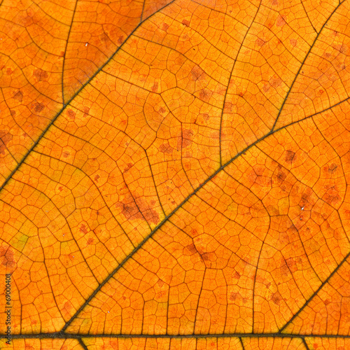 Closeup of  orange leaf texture of a plant