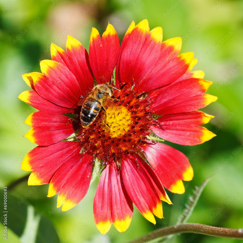 bee sips blossom nectar from gaillardia flower bee sips blossom nectar from gaillardia flower