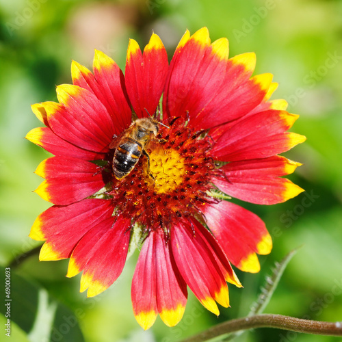 bee sips blossom nectar from gaillardia flower