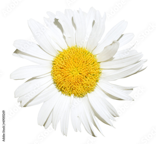 Ox-eye daisy flower close up isolated