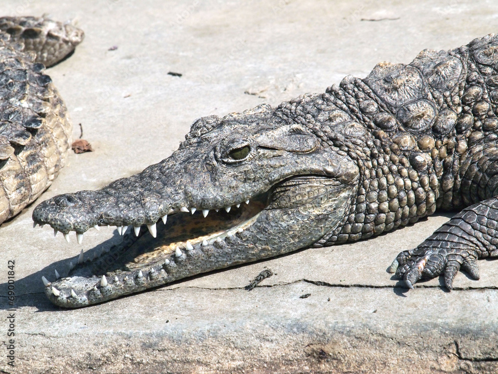 Crocodiles close up in Thailand Crocodiles close up in Thailand