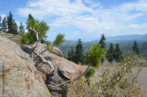Fotótapéta Young pine seedling germinating in a rock, Sierra Nevada