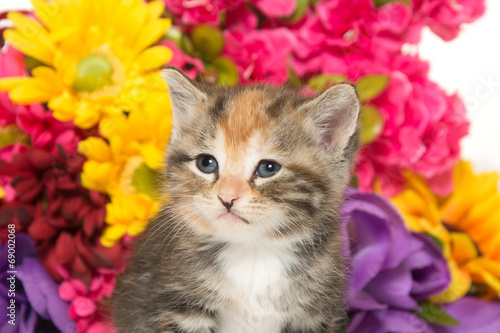 Cute baby kitten and flowers © Tony Campbell