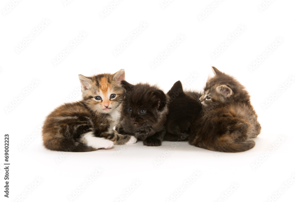 Black cat nursing kittens