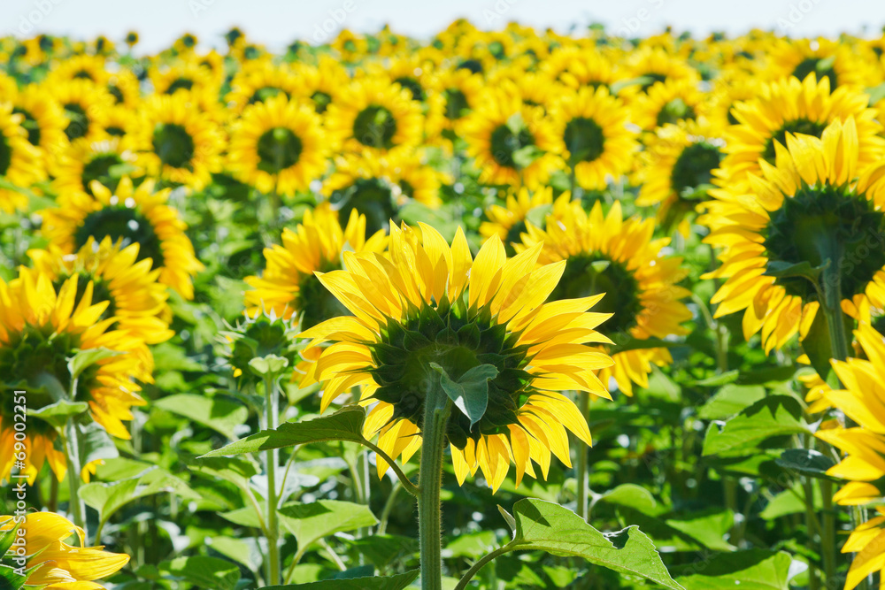 sunflower field in Caucasus region
