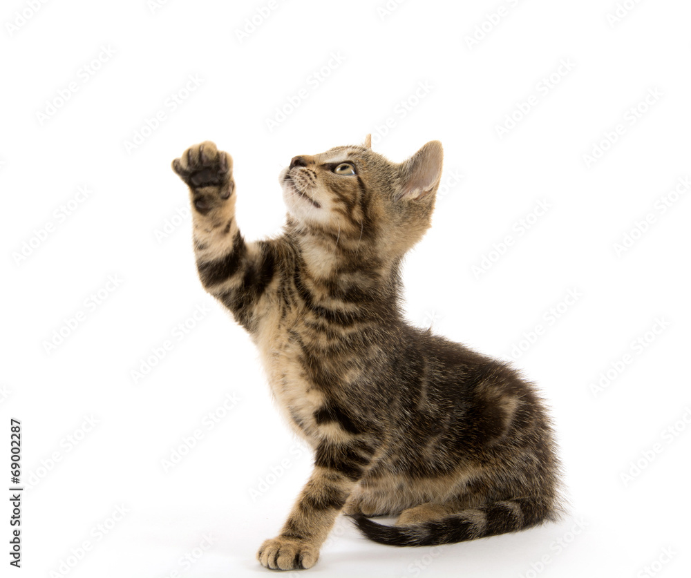 Tabby kitten on white Tabby kitten on white