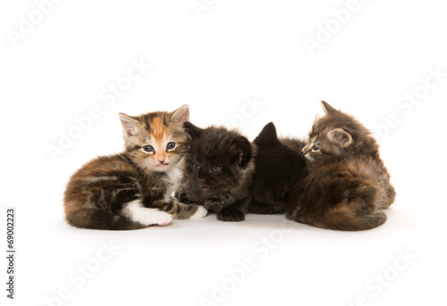 Black cat nursing kittens © Tony Campbell