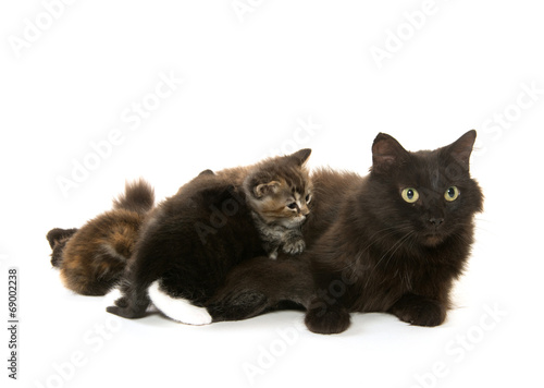 Black cat nursing kittens © Tony Campbell