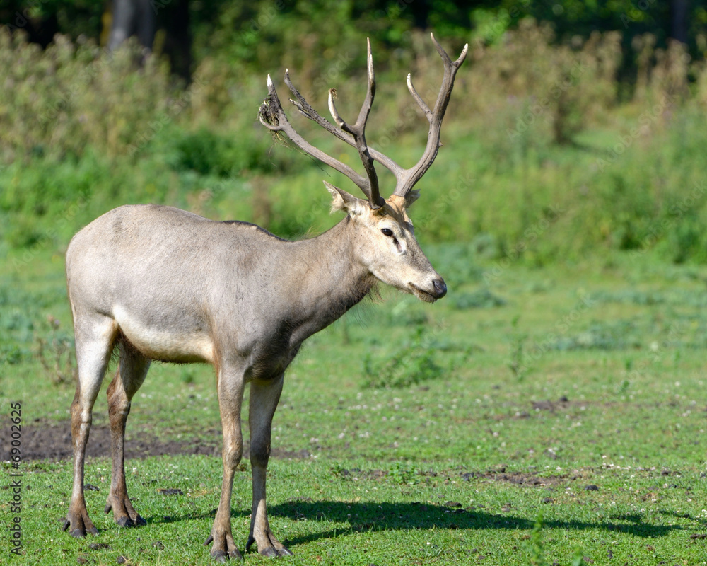 Pere David's deer Pere David's deer