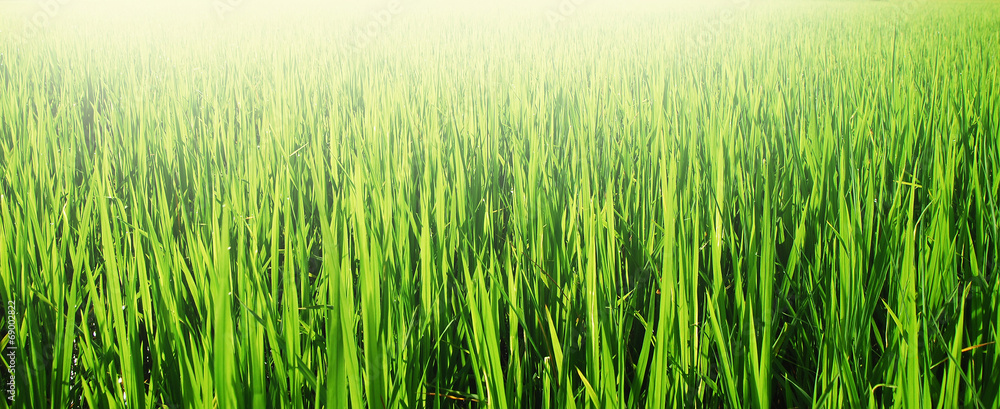 Obraz premium green grass blue sky cloud cloudy landscape background
