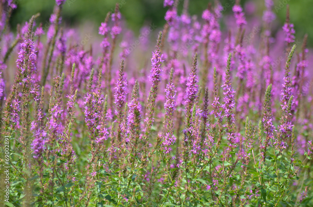 Field of purple lythrum flowers