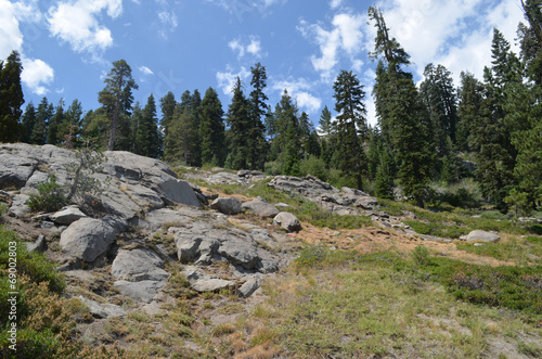 Rocky landscape with pines, Sierra Nevada mountains, California