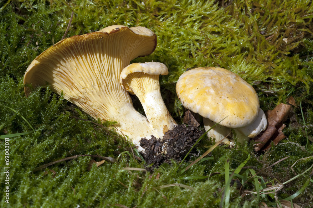 Pfifferlinge; Pfifferling; Eierschwamm; Cantharellus; cibarius; Pfifferlinge; Pfifferling; Eierschwamm; Cantharellus; cibarius;