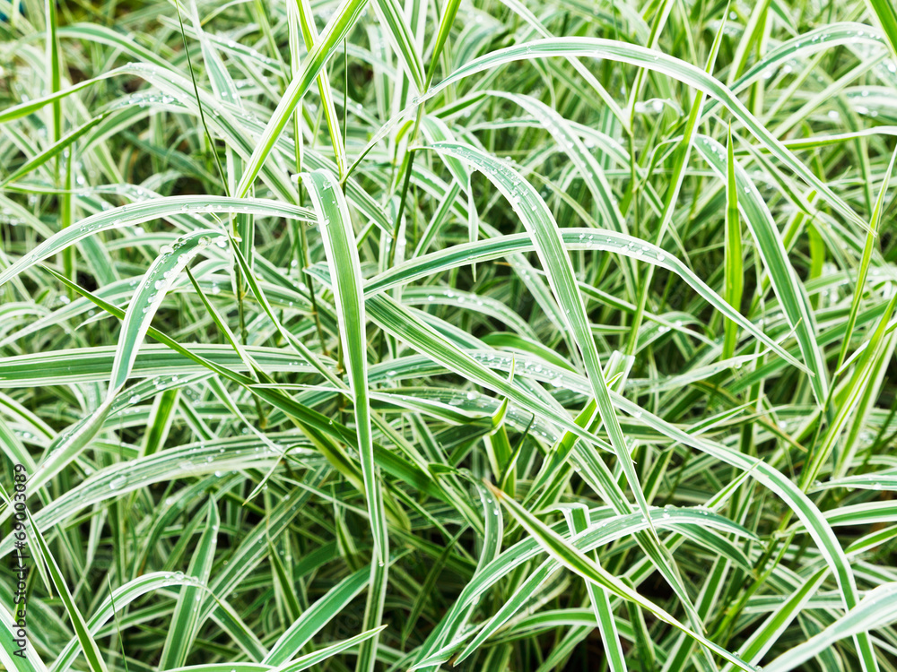 wet green blades of Carex morrowii Variegata wet green blades of Carex morrowii Variegata