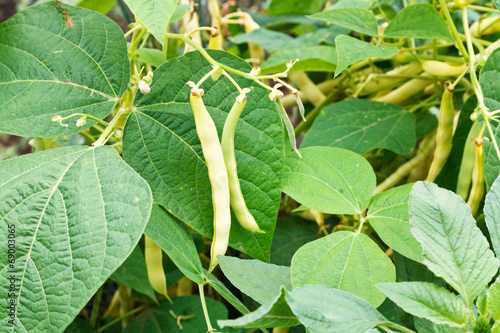 ripe pods of common bean in garden