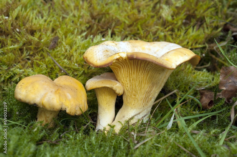 Pfifferlinge, Pfifferling, Eierschwamm, Cantharellus, cibarius, Pfifferlinge, Pfifferling, Eierschwamm, Cantharellus, cibarius,
