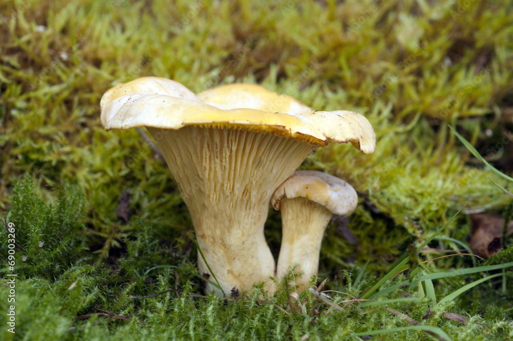 Pfifferlinge, Pfifferling, Eierschwamm, Cantharellus, cibarius, Pfifferlinge, Pfifferling, Eierschwamm, Cantharellus, cibarius,