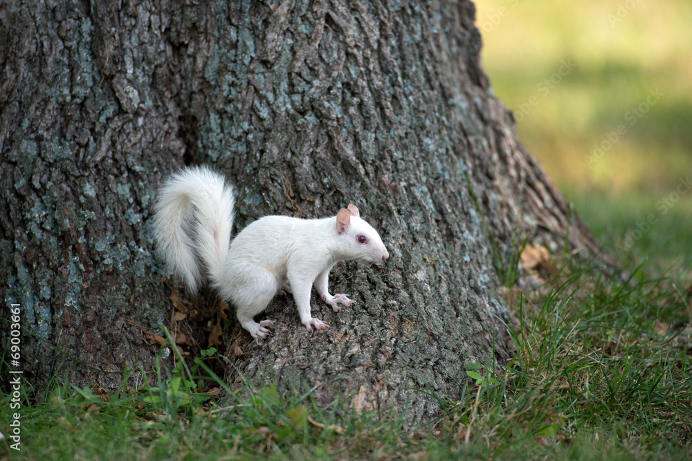 White squirrel on a tree White squirrel on a tree